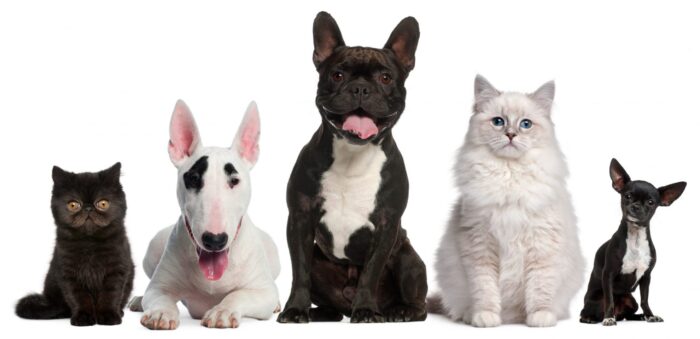 Photo of dogs and cats illustrates blog: Air Conditioning Tips for Pet Owners