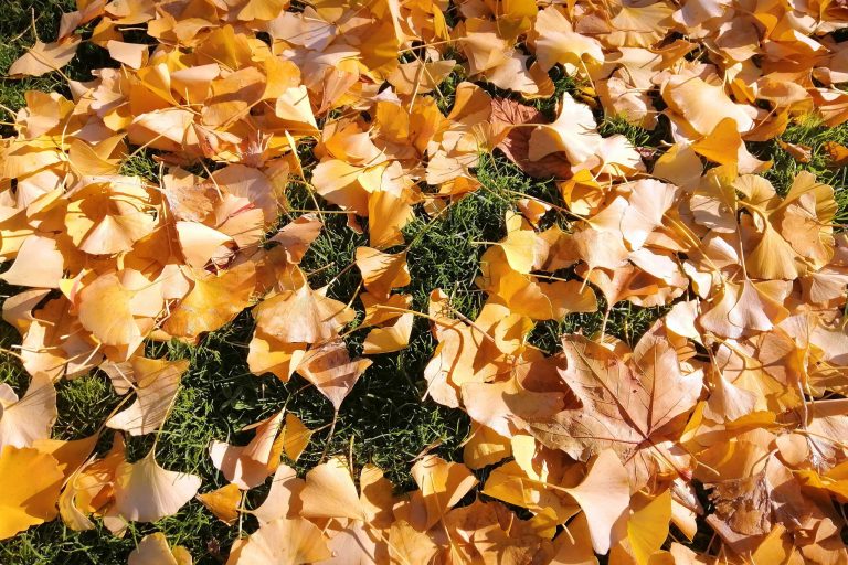 Dry leaves illustrate blog "A Fall HVAC Maintenance Checklistv"