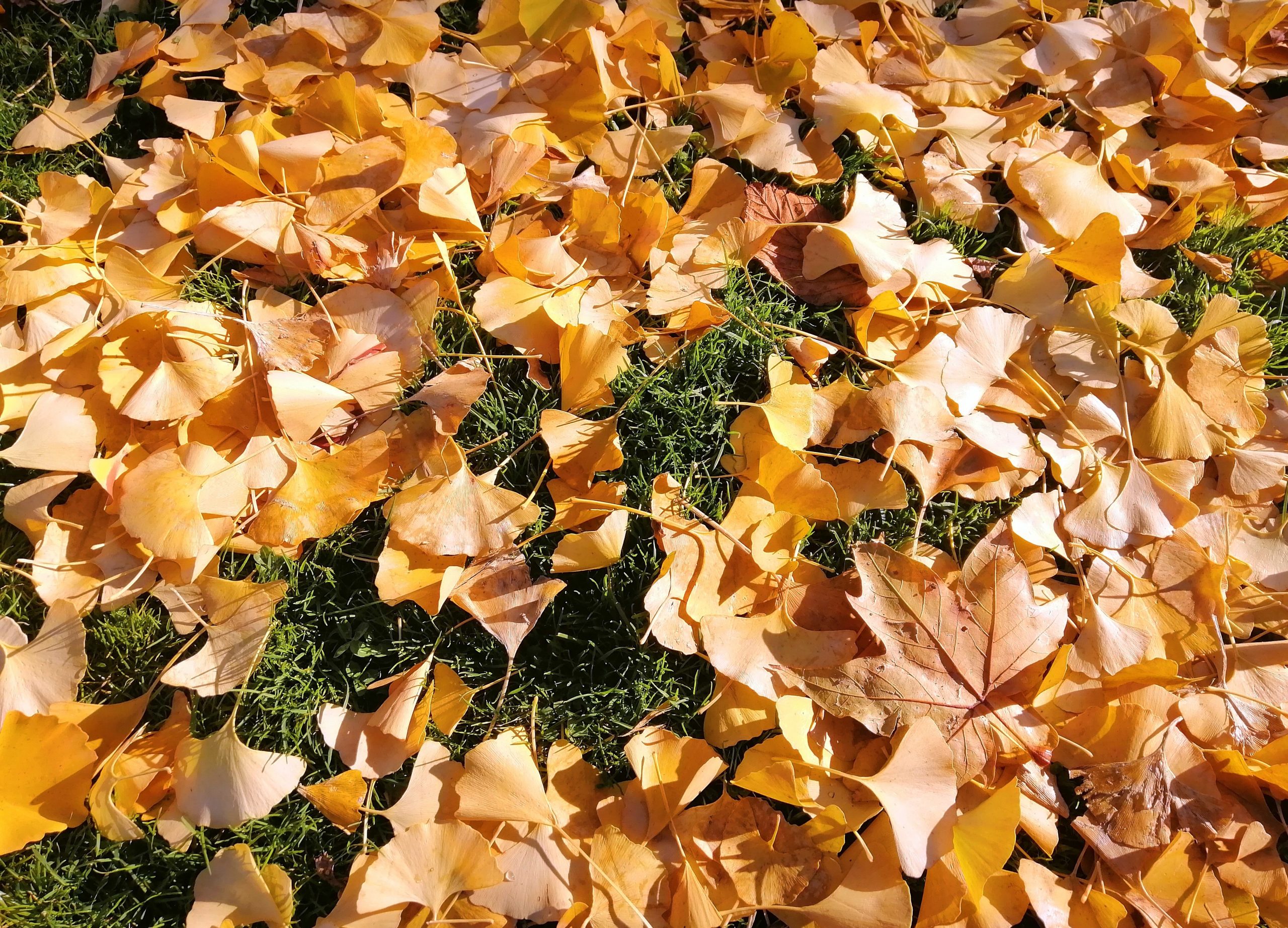 Fallen yellow leaves on the grass in autumn in Madrid, Spain Dry leaves illustrate blog "A Fall HVAC Maintenance Checklistv"