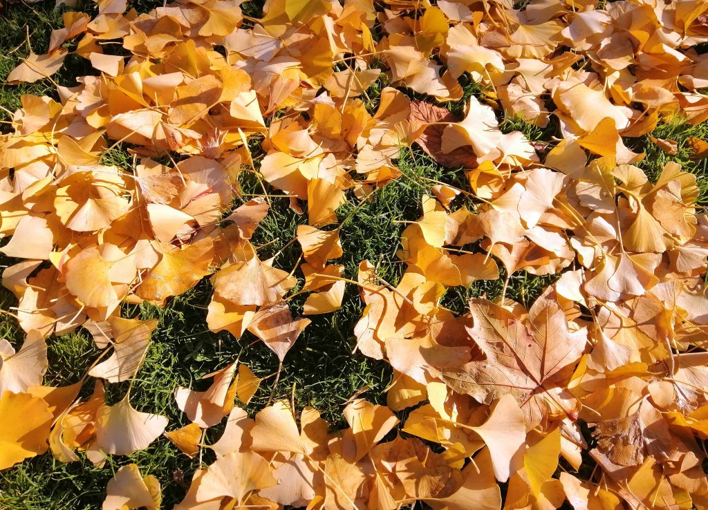 Dry leaves illustrate blog "A Fall HVAC Maintenance Checklistv"