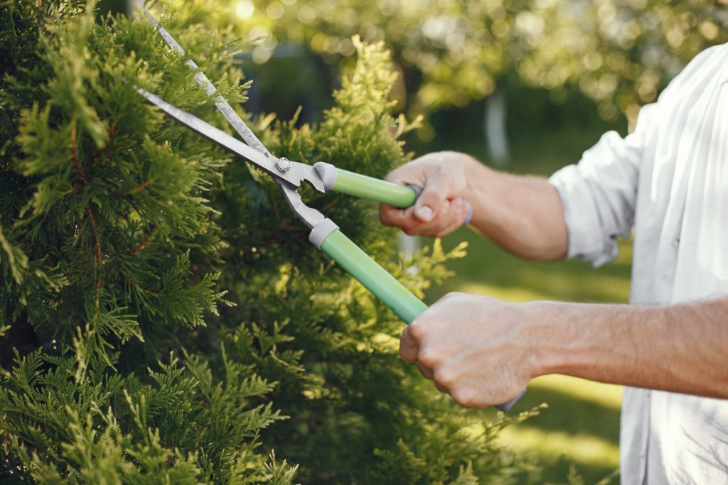 Closeup of man pruning bush with gardening shears illustrates blog "Pruners (also called clippers, pruning shears, or secateurs)"